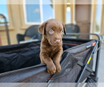 Small #3 Labrador Retriever