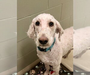 Poodle (Standard)-Unknown Mix Dogs for adoption in Webster, WI, USA