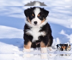 Australian Shepherd Puppy for sale in EASTON, MO, USA