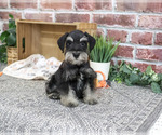Small #6 Schnauzer (Miniature)