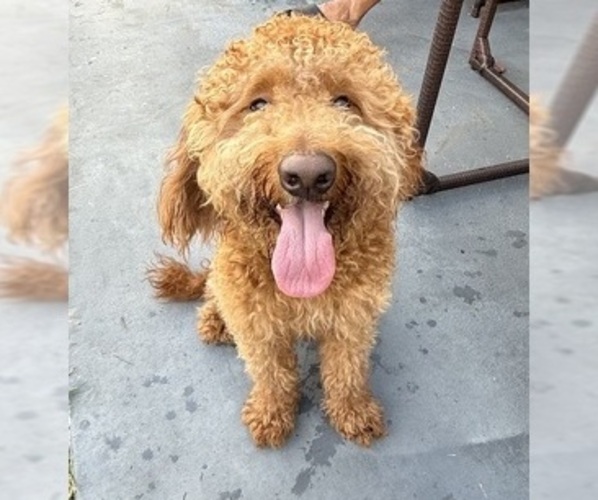 Medium Photo #1 Goldendoodle (Miniature) Puppy For Sale in WIMAUMA, FL, USA