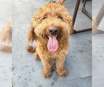 Small Photo #1 Goldendoodle (Miniature) Puppy For Sale in WIMAUMA, FL, USA