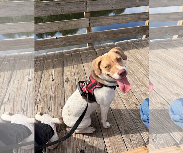 Medium Photo #2 Beagle-Unknown Mix Puppy For Sale in Sanford, FL, USA