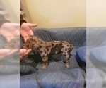 Small Photo #3 Great Dane Puppy For Sale in FARMERSVILLE, TX, USA