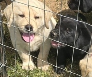 Labrador Retriever Puppy for sale in WESTFIELD, NC, USA