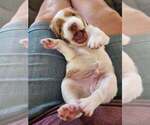 Small Photo #15 Brittany Puppy For Sale in MONTROSE, CO, USA