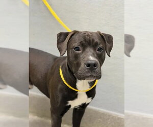 Mutt Dogs for adoption in Las Vegas, NV, USA