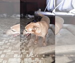 Small #7 German Pinscher-Thai Ridgeback Mix
