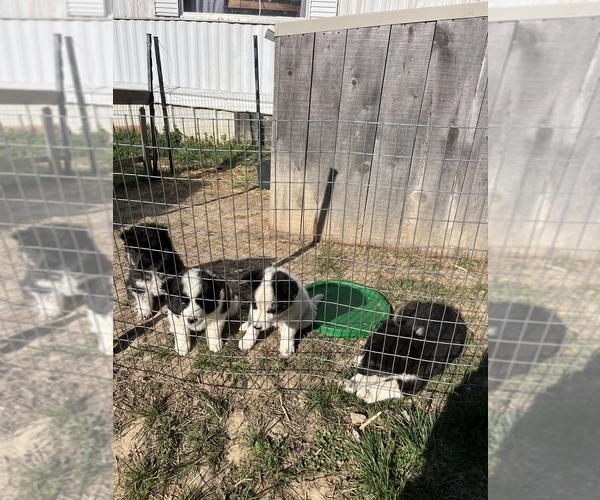 Medium Photo #1 Border Collie-Siberian Husky Mix Puppy For Sale in ENGLISH, IN, USA