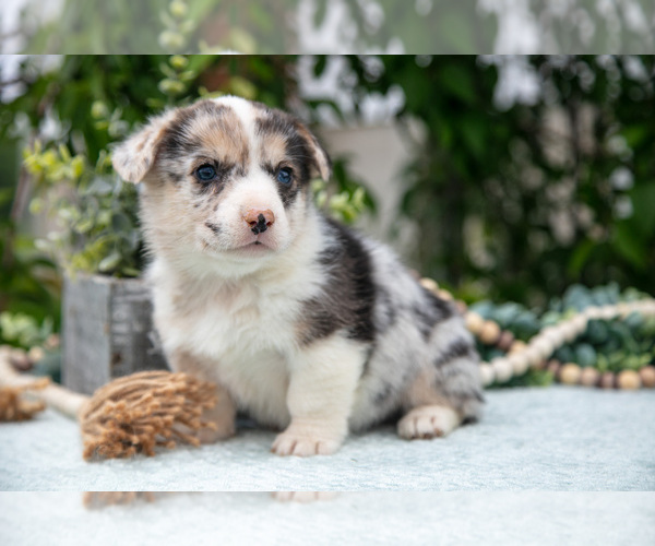 Medium Photo #4 Pembroke Welsh Corgi Puppy For Sale in NEW CONCORD, OH, USA