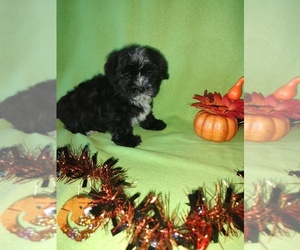 Yorkshire Terrier Puppy for sale in LAPEER, MI, USA