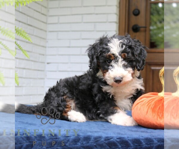 Medium Photo #2 Bernedoodle (Miniature) Puppy For Sale in NARVON, PA, USA