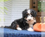 Panda - Male Bernedoodle (Miniature) Puppy for Sale - Photo #2