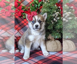 Pomsky Puppy for sale in EPHRATA, PA, USA