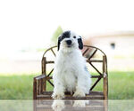 Small Photo #1 Schnauzer (Miniature) Puppy For Sale in WARSAW, IN, USA