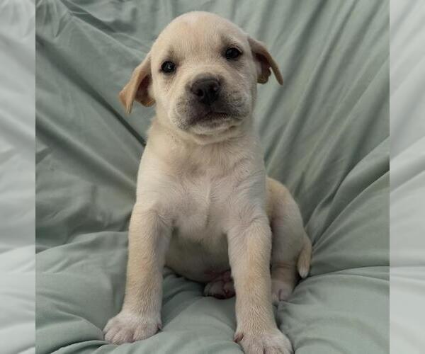 Medium Photo #2 Labrador Retriever-Unknown Mix Puppy For Sale in San Diego, CA, USA