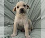 Small #1 Labrador Retriever Mix