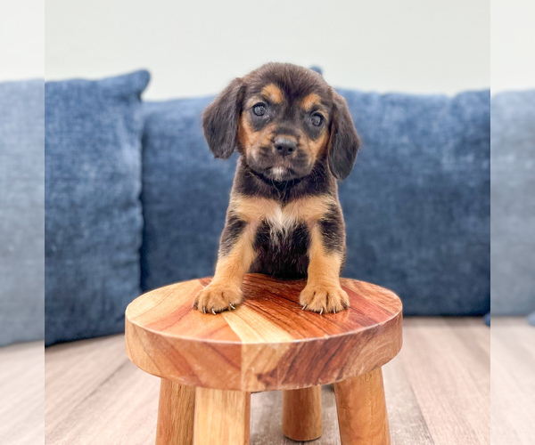 Medium Photo #2 Beaglier Puppy For Sale in MILLERSBURG, OH, USA