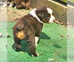 Small #6 Australian Shepherd