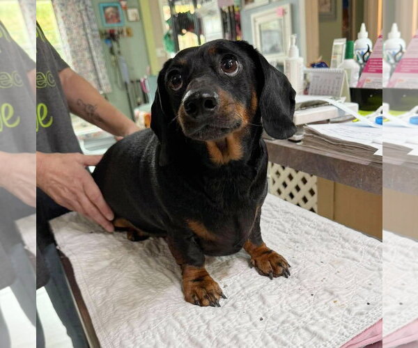 Medium Photo #1 Dachshund Puppy For Sale in Benton, LA, USA