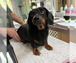 Estelle (NOT YET AVAILABLE) - Female Dachshund Dog for Adoption - Small photo