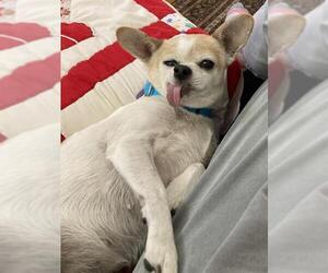 Chihuahua Dogs for adoption in Denver, CO, USA