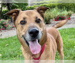 Small #2 German Shepherd Dog Mix