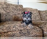 Small Photo #1 Yorkshire Terrier Puppy For Sale in SANTA CLARITA, CA, USA
