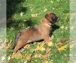 Small Photo #3 Belgian Malinois Puppy For Sale in FREDERICKSBRG, PA, USA