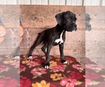 Image preview for Ad Listing. Nickname: Litter of 7