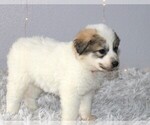 Small Photo #3 Great Pyrenees Puppy For Sale in CLAYTON, WA, USA