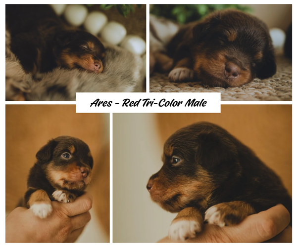 Medium Photo #7 Miniature Australian Shepherd Puppy For Sale in WINTER GARDEN, FL, USA