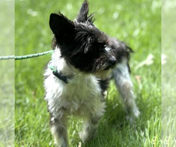 Medium Photo #3 Mutt Puppy For Sale in Yardley, PA, USA