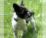 Small #2 Mutt