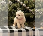 Small Photo #6 Bichon Frise Puppy For Sale in ELDERWOOD, CA, USA