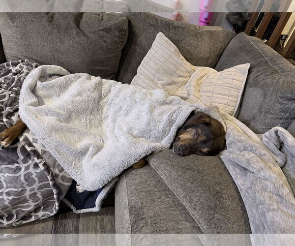 Medium Photo #3 Labrador Retriever-Unknown Mix Puppy For Sale in Anchorage, AK, USA