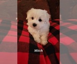 Small Photo #1 Maltese Puppy For Sale in RANSOM, KY, USA