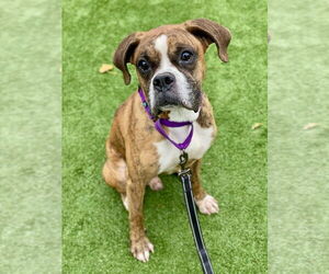 Boxer Dogs for adoption in Austin, TX, USA