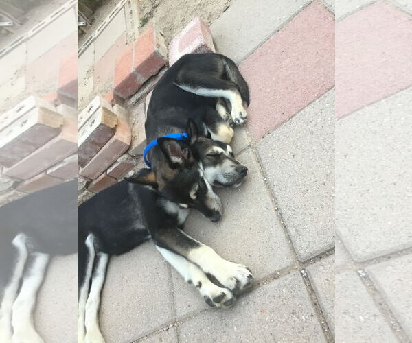Medium Photo #5 Siberian Husky-Unknown Mix Puppy For Sale in Cedar Crest, NM, USA