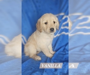 Golden Retriever Puppy for sale in DAVISON, MI, USA