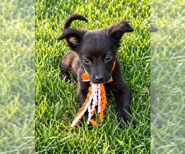 Medium Photo #3 Shih Tzu-Unknown Mix Puppy For Sale in Plainfield, IL, USA