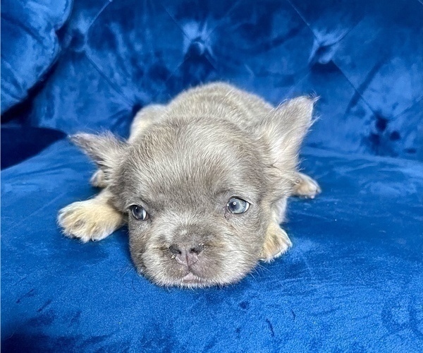 Medium Photo #12 French Bulldog Puppy For Sale in BALTIMORE, MD, USA