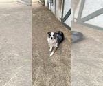 Small Photo #1 Australian Shepherd Puppy For Sale in NORCO, CA, USA