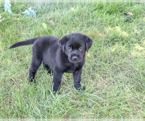 Medium Photo #4 Labrador Retriever Puppy For Sale in SYRACUSE, IN, USA
