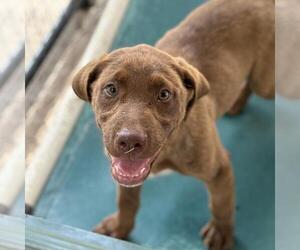 Labrador Retriever-Unknown Mix Dogs for adoption in Yardley, PA, USA