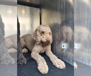 Poodle (Standard) Dogs for adoption in San Antonio, TX, USA