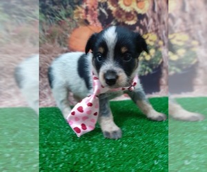 Australian Cattle Dog Puppy for sale in CARTHAGE, TX, USA