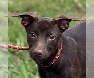 Labrador Retriever-Unknown Mix Dogs for adoption in Yardley, PA, USA