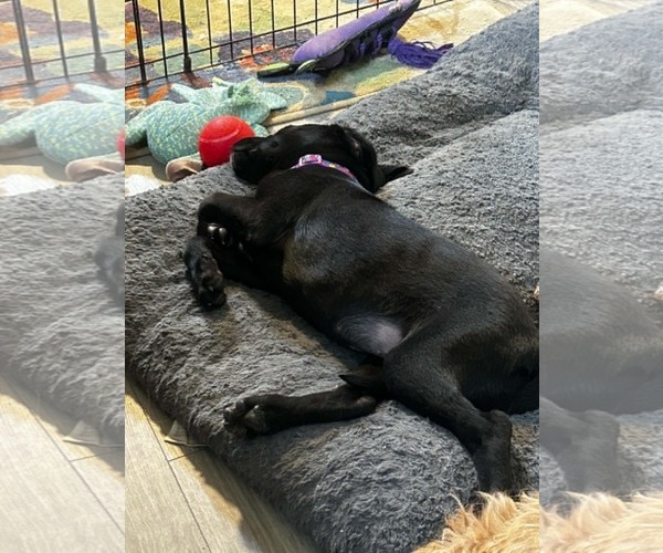 Medium Photo #3 Labrador Retriever-Unknown Mix Puppy For Sale in Sandy, UT, USA