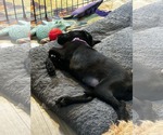 Small #2 Labrador Retriever Mix